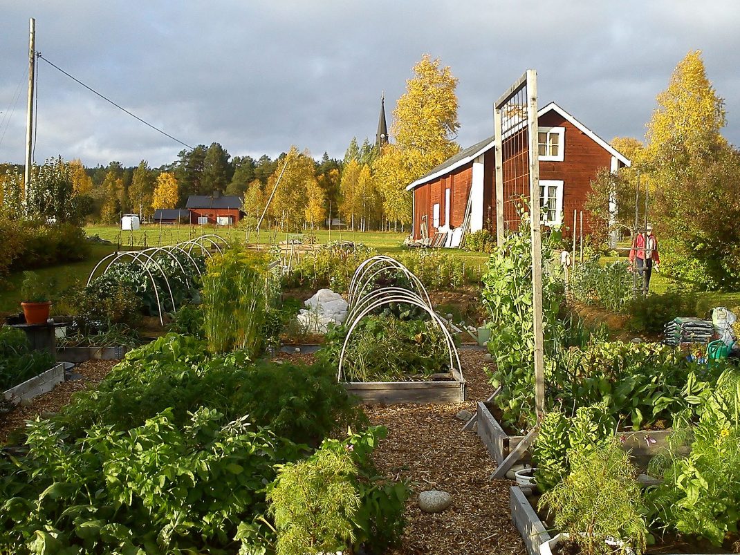 En välfylld köksträdgård i norr med prunkande odlingsbäddar framför ett rött hus.