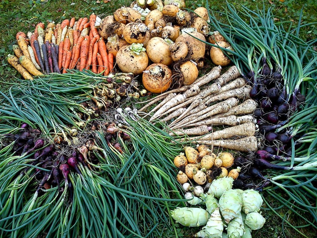 Mängder av olika grönsaker ligger på gräsmattan. 