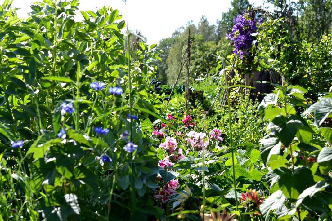 Blommande grönsaksbäddar i köksträdgården. 