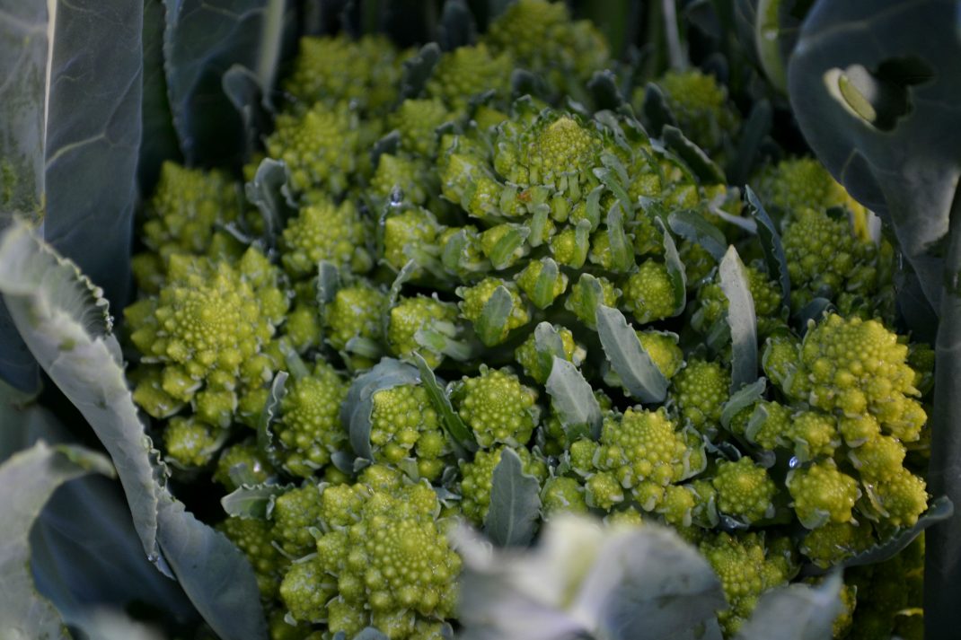 Ett vackert grönt huvud av broccolo.
