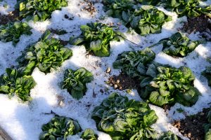 Grön vintersallat står i ett tunt snötäcke mitt i vintern.