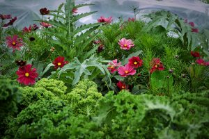 Ett frodigt land med grön kål och rosa blommor.