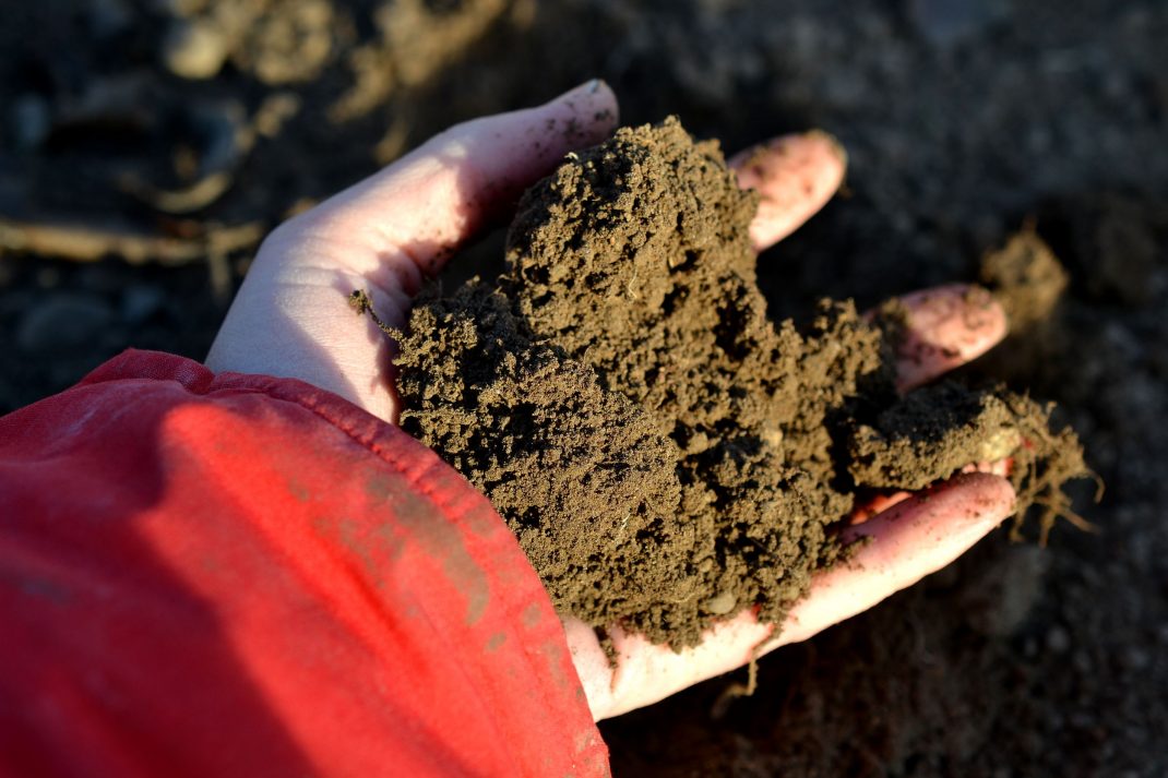 En hand med brunsvart jord. Winter-sowing, a hand in the soil. 