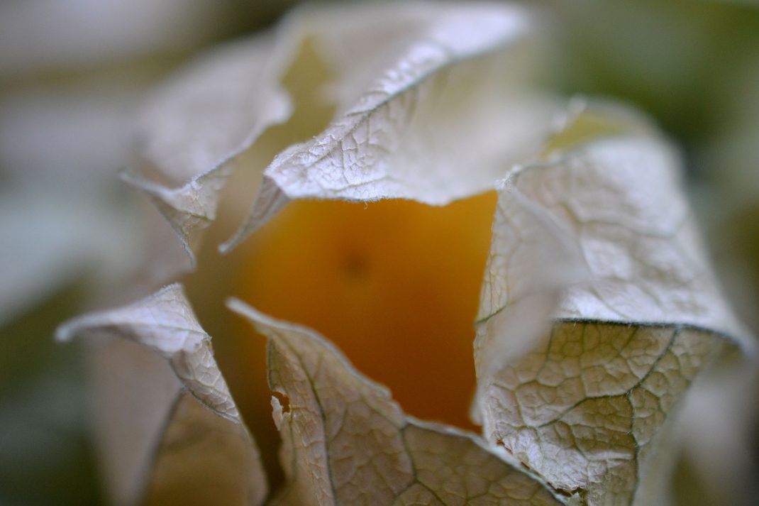 Ett gult kapkrusbär tittar fram ur sitt hölje. 