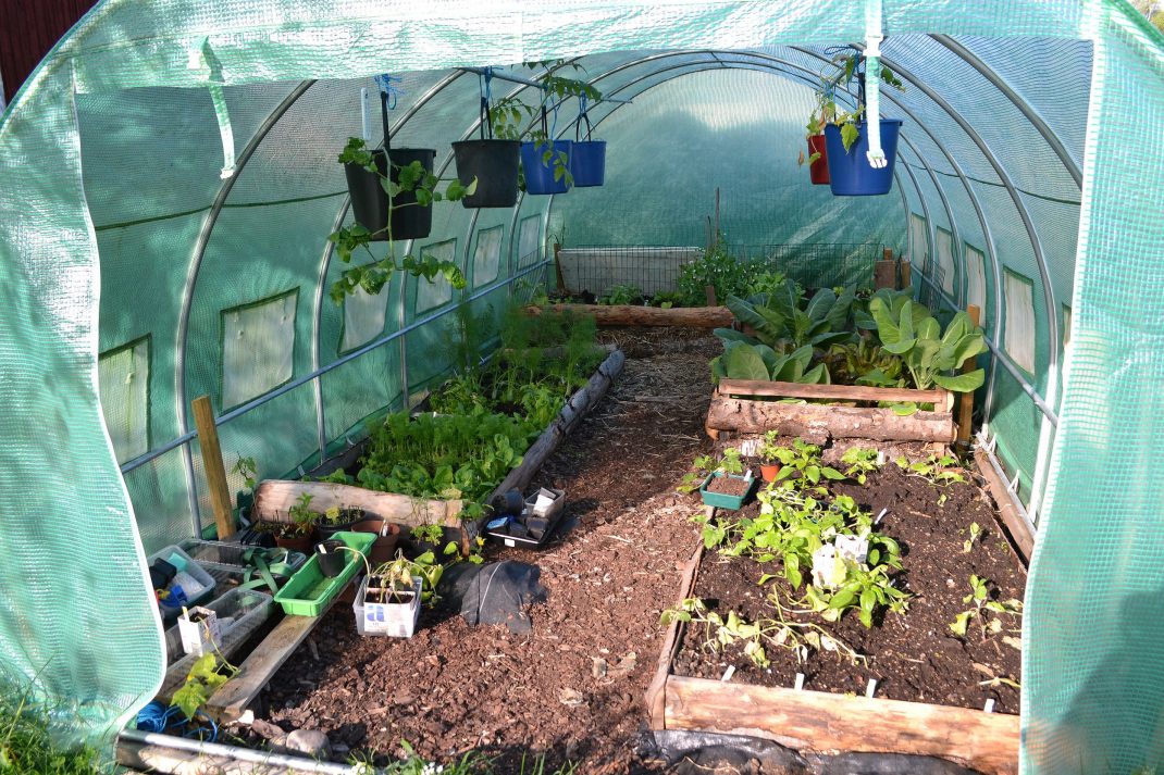 En odlingstunnel med grönsaker. 
