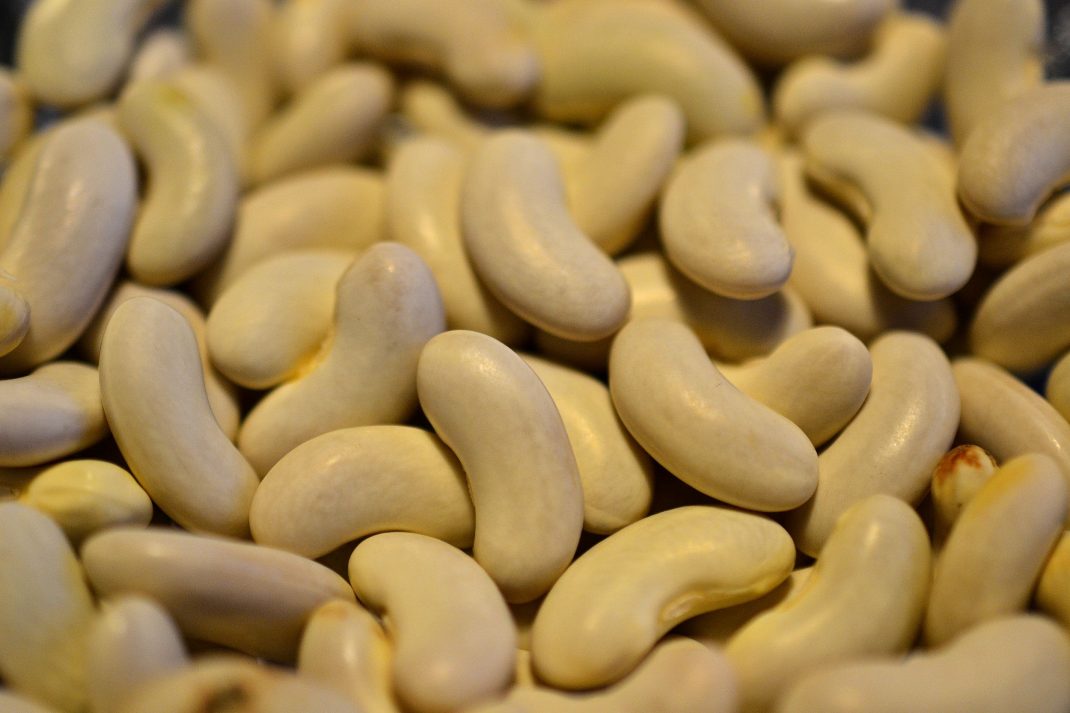 Rensade vita bönor. Store dried beans, white beans. 