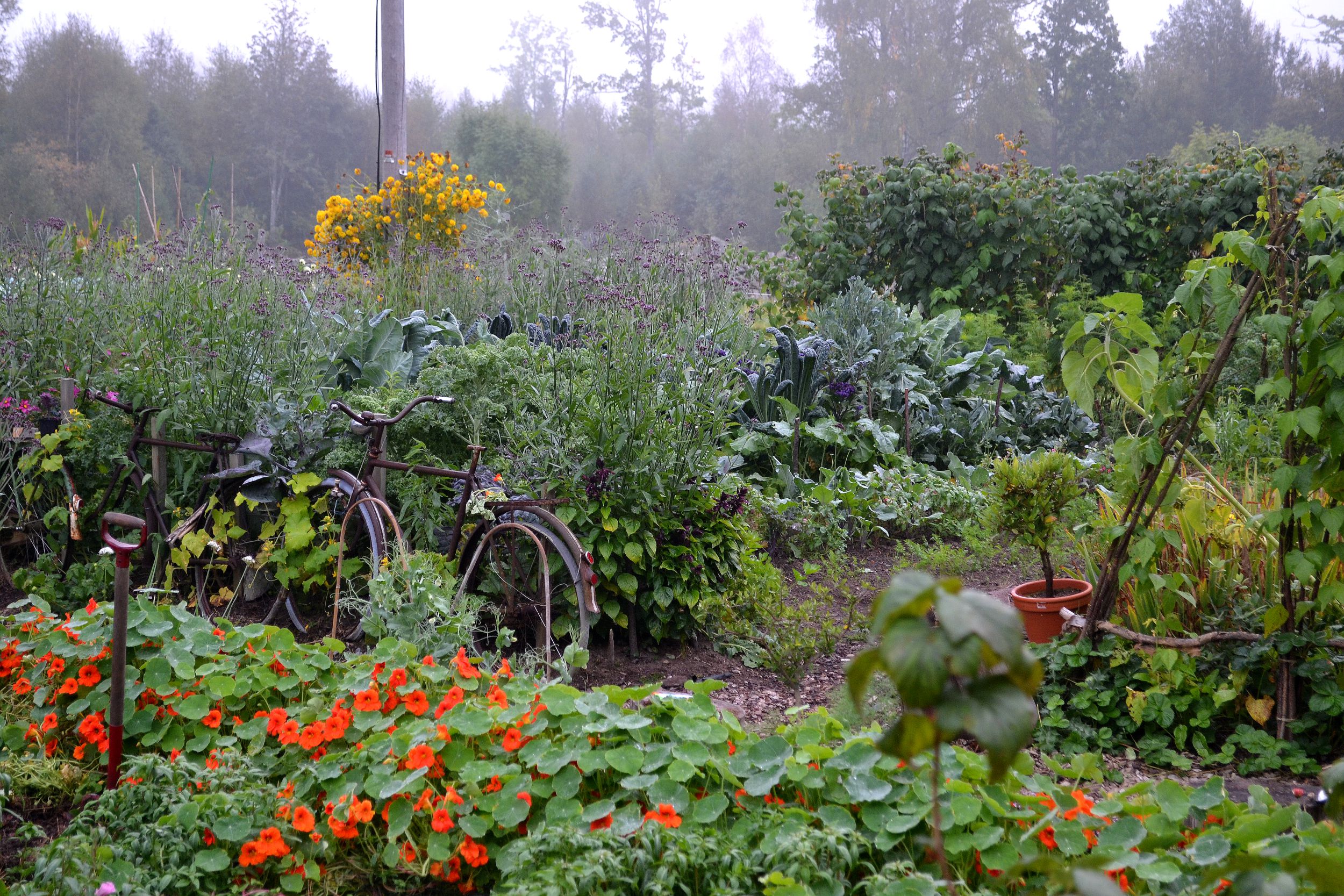 Growing vegetables in compost – Sara's Kitchen Garden