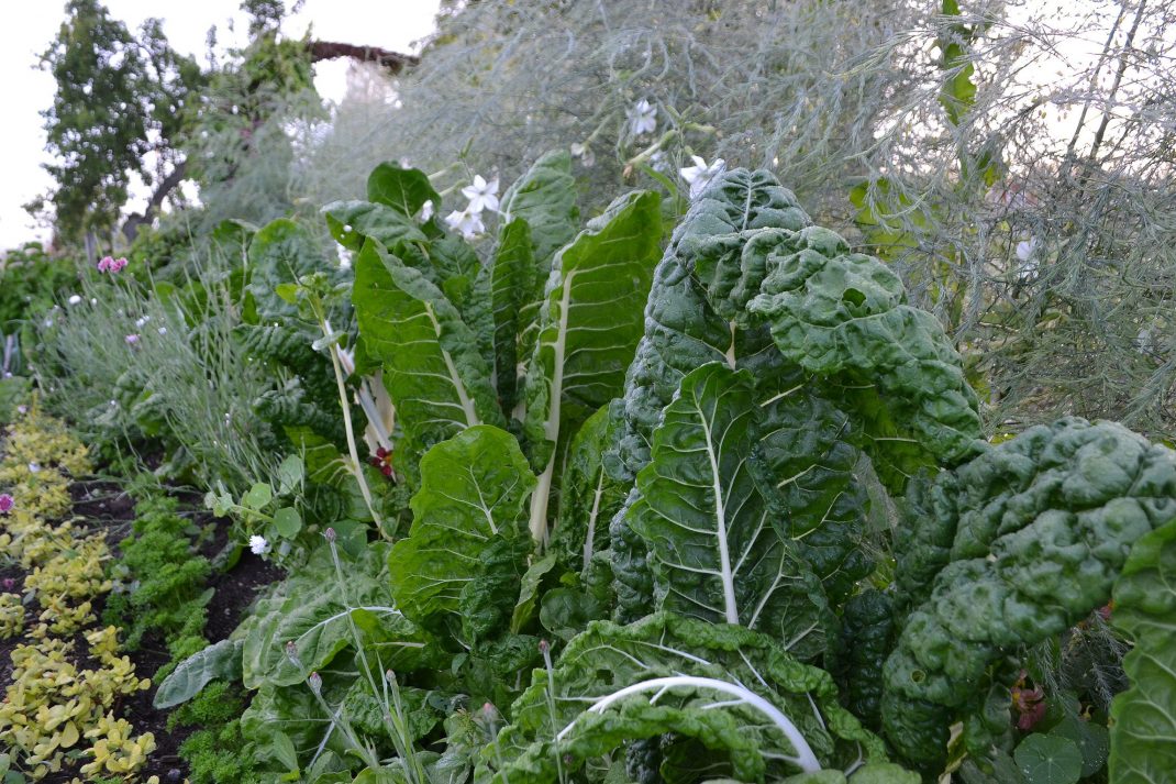 Storvuxen mangold i en bädd tillsammans med sparris, persilja och trädgårdsportulak.