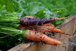 Morötter skördade i varmbänk.