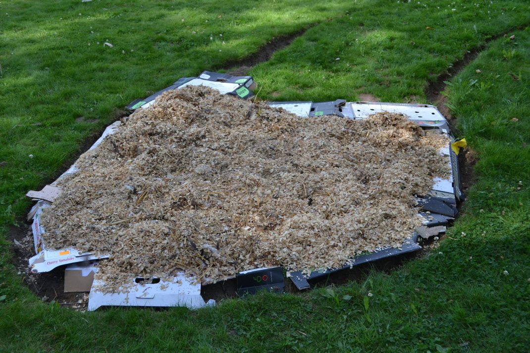 Hönsgödsel över kartonger på gräsmattan.No-dig gardening, manure on cardboard on the lawn.