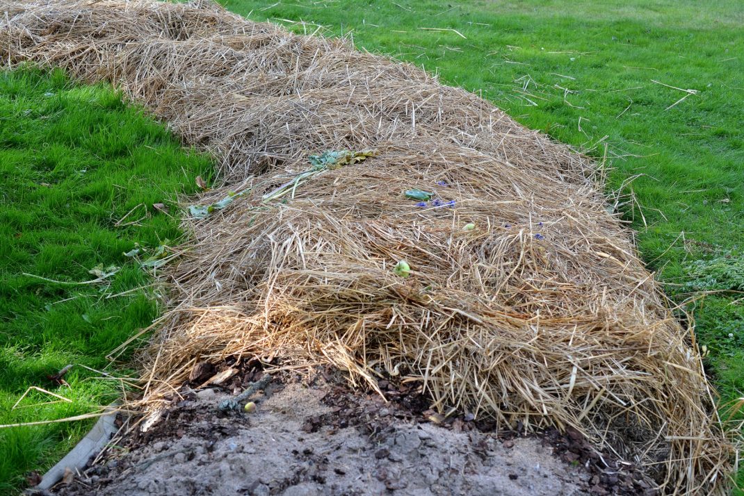 Den täckodlade bädden toppas av ett lager halm. No-dig method, the mulched bed with hay on top. 