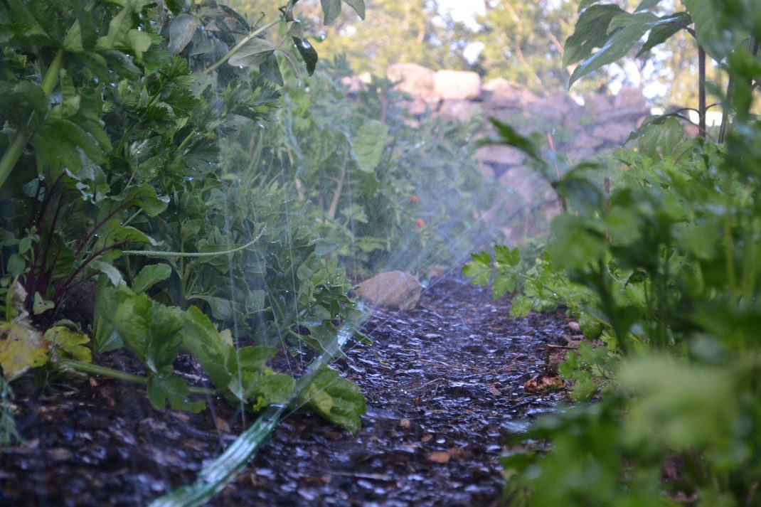 Vattenslang skjuter upp vatten i luften mellan två odlingsbäddar. Vegetable garden, hose pushing the water into the air. 
