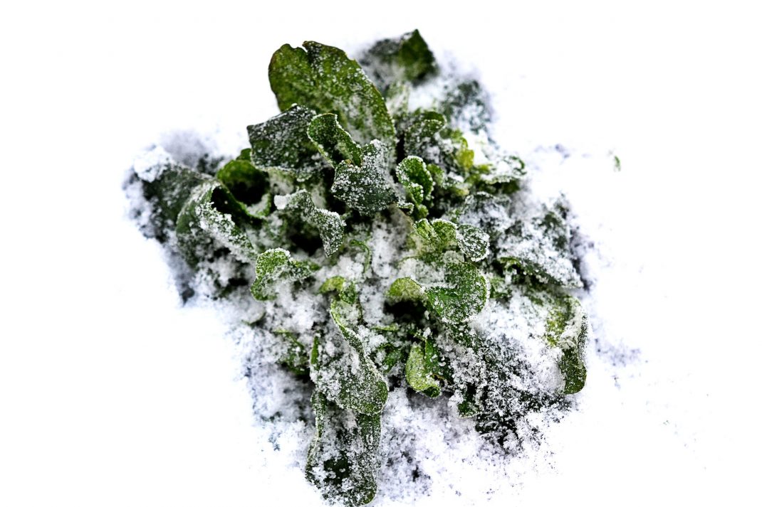 En planta vintersallat bildar en stor rugge ute i det tjocka snötäcket.