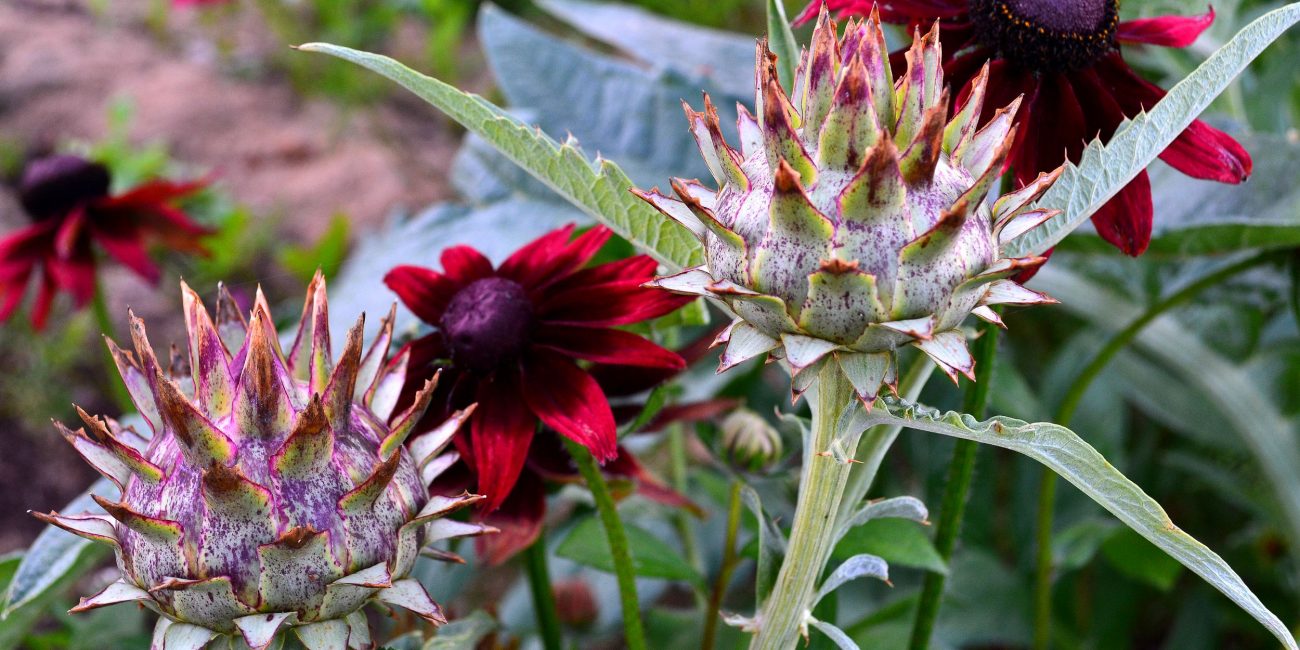 Kardon tillsammans med sommarrudbecka 'Cherry Brandy'.