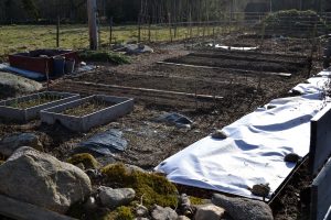Köksträdgården vid plank och stenmur när vårsolen ligger på.