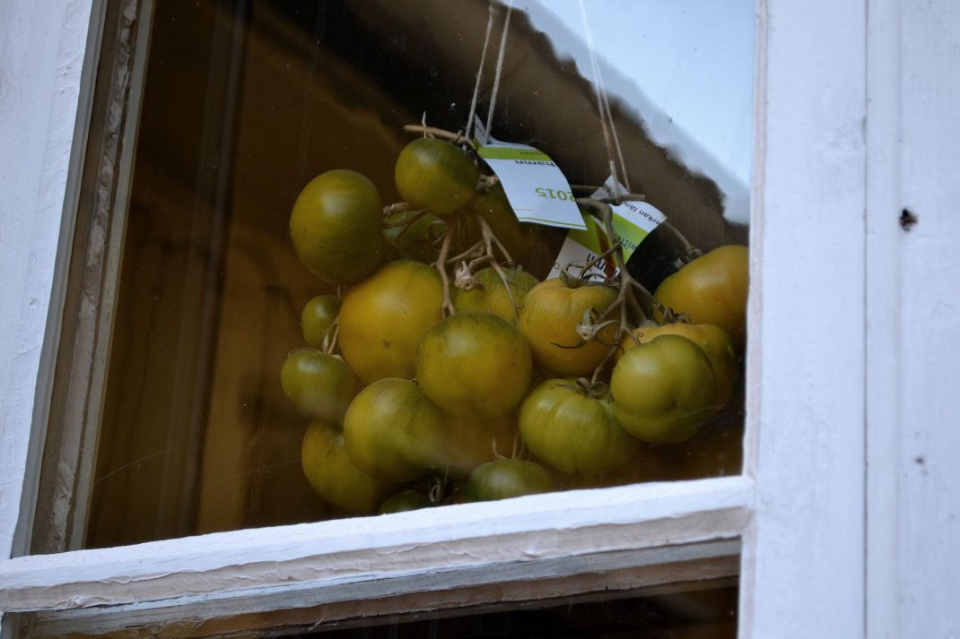 Gula tomater hänger i klasar i fönstren.