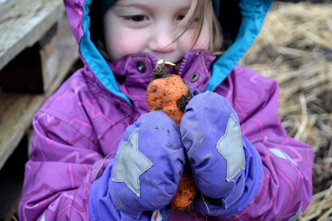 Ett litet barn håller en nyskördad morot mellan vantarna. 