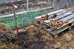 Odlingsbädd täckt av halm.