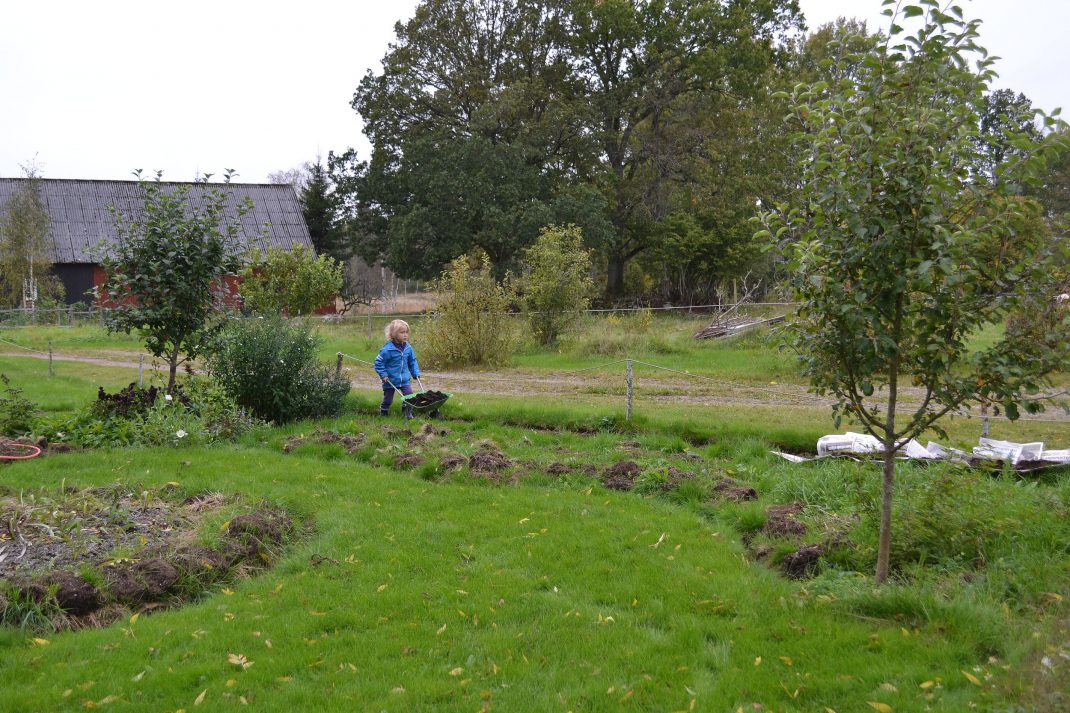 Ett område av trädgården med gräsmatta och blivande land. 