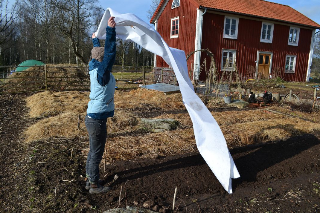 Jag sår spenat på friland och täcker med fiberduk.