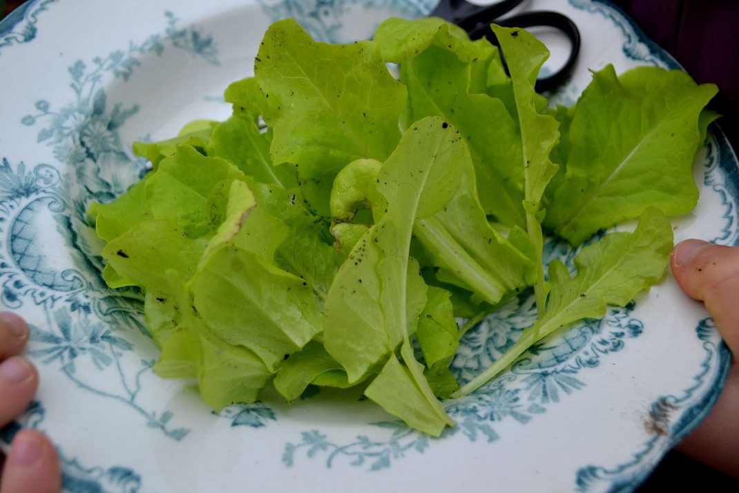 Gröna sallatsblad på en mönstrad tallrik. 