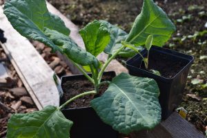 Två kålplantor i olika storlekar bredvid varandra.