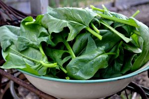 En stor emaljskål fylld av färska spenatblad.