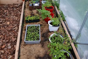 En bädd i tunnelväxthuset med gräsklipp och tomater i hinkar.