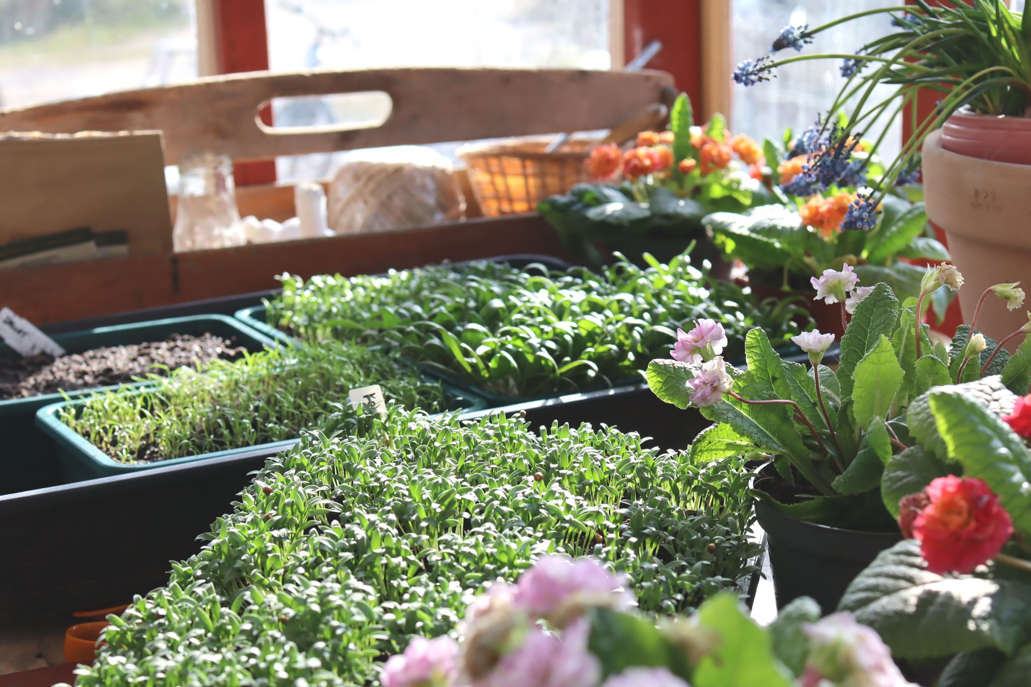 sarabackmo-vaxthus-koriander