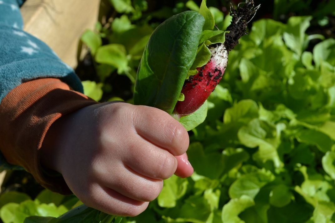 En liten hand håller ett knippe med spenatblad och rädisor och sallat. 