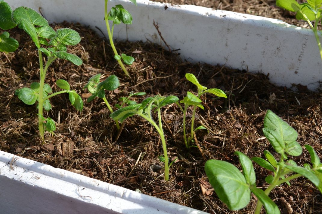 Trädgårdsskräp varvat med jord i en frigolitlåda med sättpotatis.