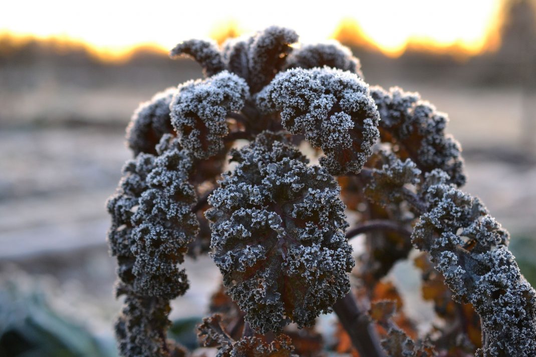En frusen planta purpurkål täckt av rimfrost. 