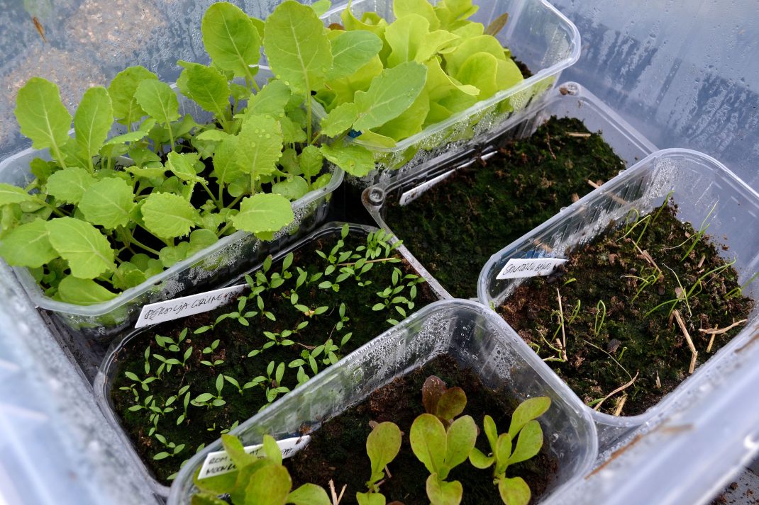 Grönsaker i tråg i genomskinlig plastback.