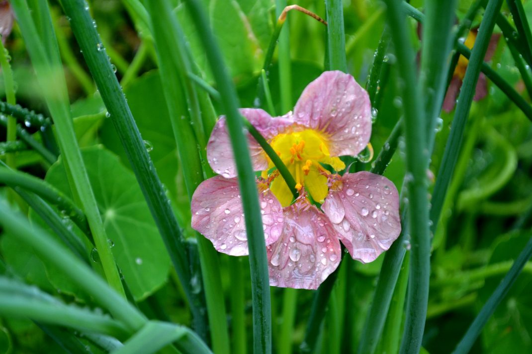 En rosa rosa krasseblomma med gul mitt mot gröna bladverket på gräslöken. 