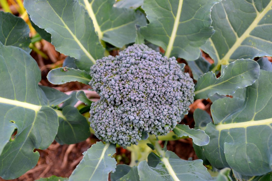 Ett stort fint toppskott av broccoli på en planta.