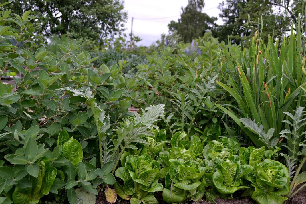 En grön växtplats med grönsaker och bärbuskar i olika höjd. 