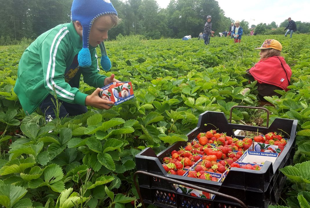 Barn plockar jordgubbar på ett stort fält. 