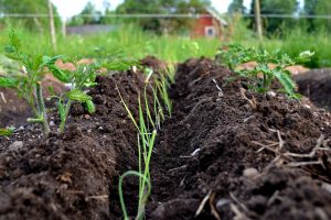 En odlingsbädd med fåra i mitten där purjolök planterats.