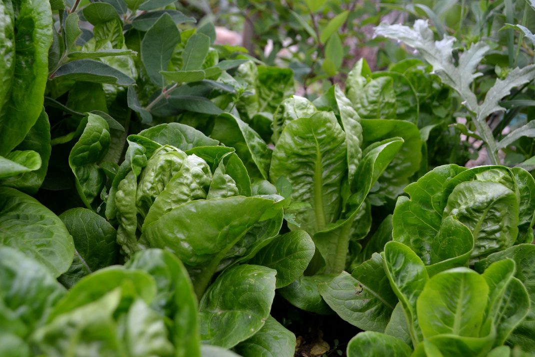 Gröna små sallatsplantor under kronärtskockans grågröna blad.