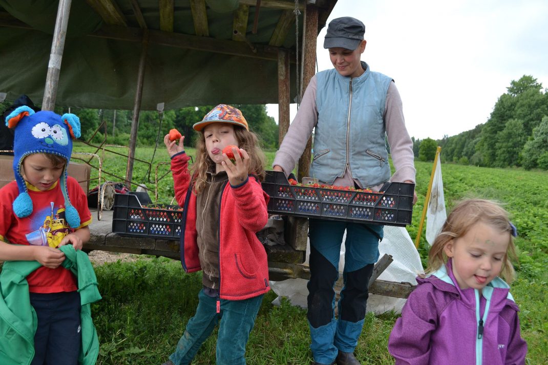 Familjen poserar framför jordgubbsfältet, barnen gör knasiga miner. 