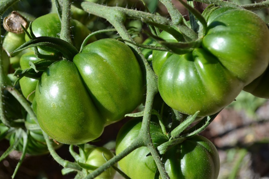 Stora gröna tomater i en klase. Pruning tomato plants, large green tomatoes. 