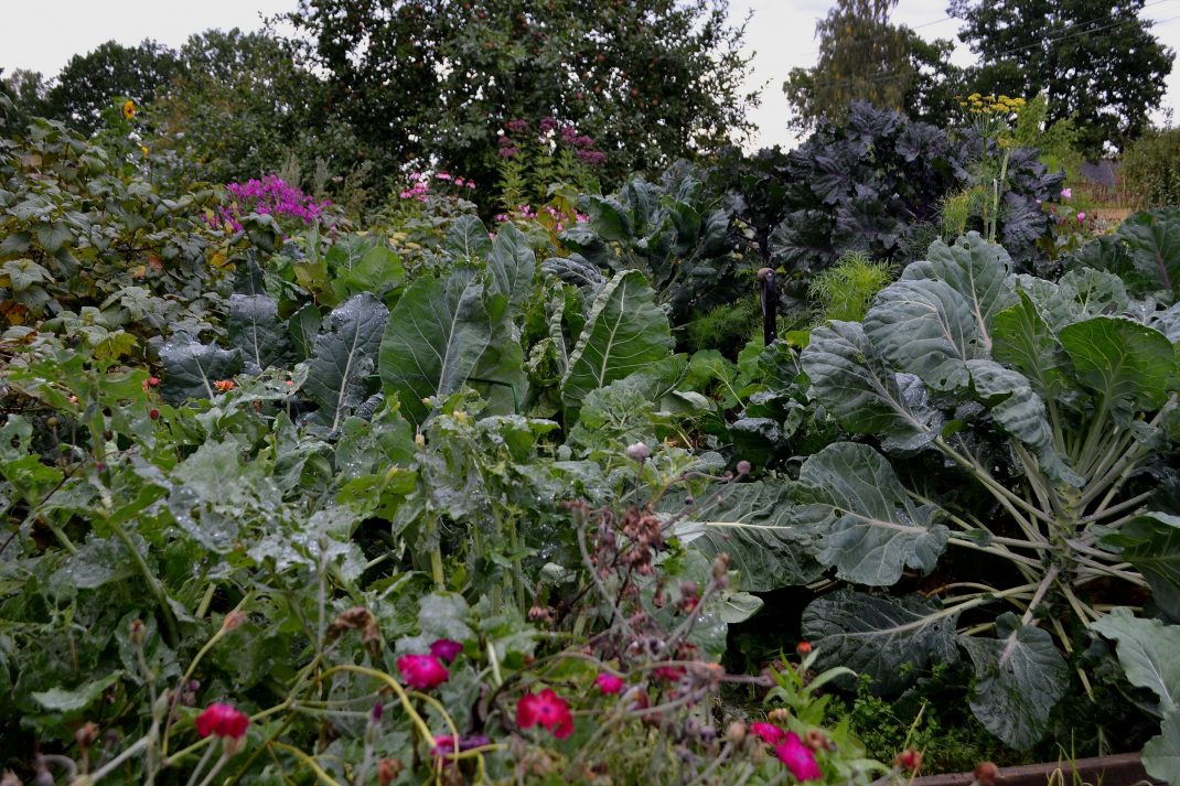 Bild av kålkvarteret med stora maffiga kålplantor och rosa sommarblommor. 