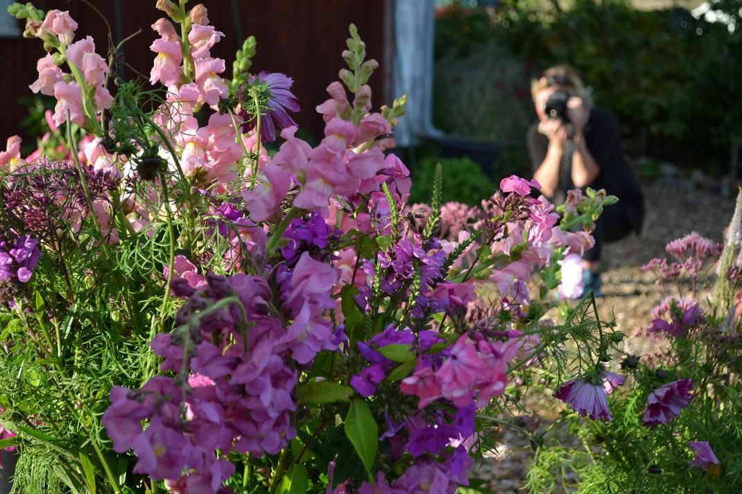 Ett fång blommor framför en fotograf.