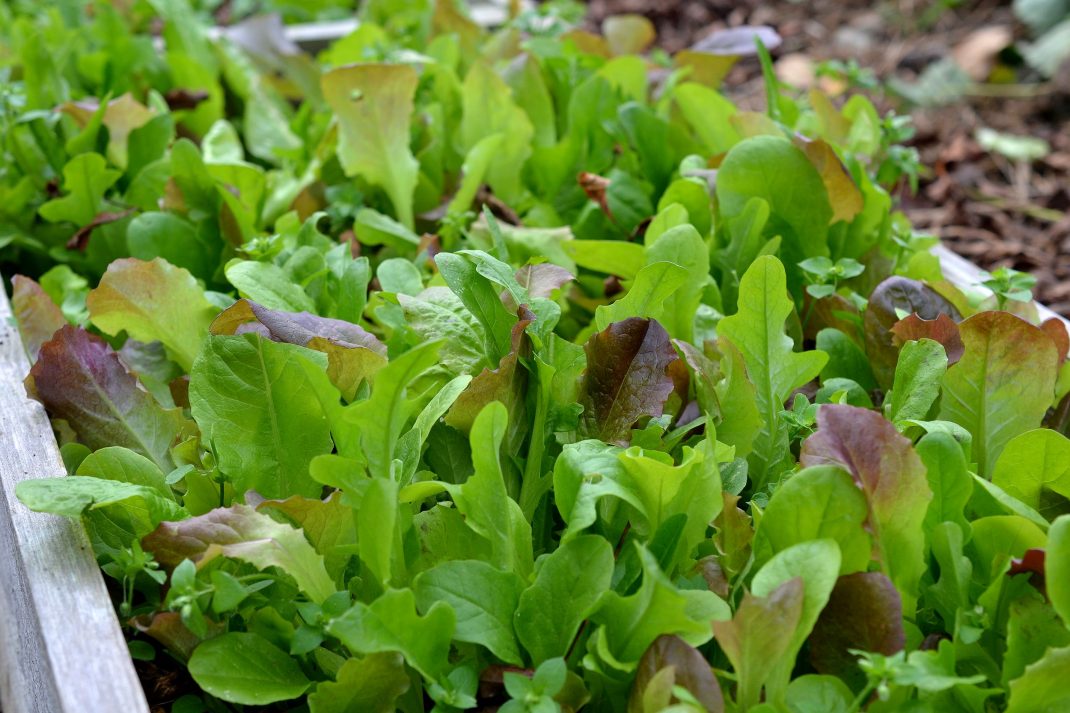 En odlingslåda med fin späd sallat. Sow in August, lettuce. 