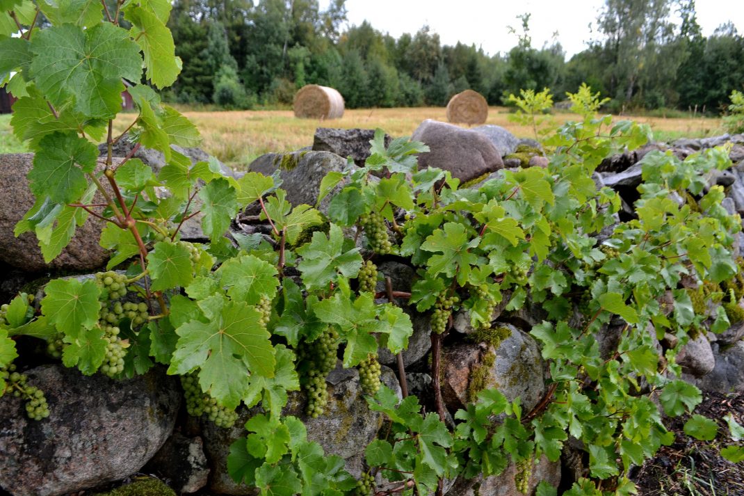Vinranka längs stenmuren i trädgården. 