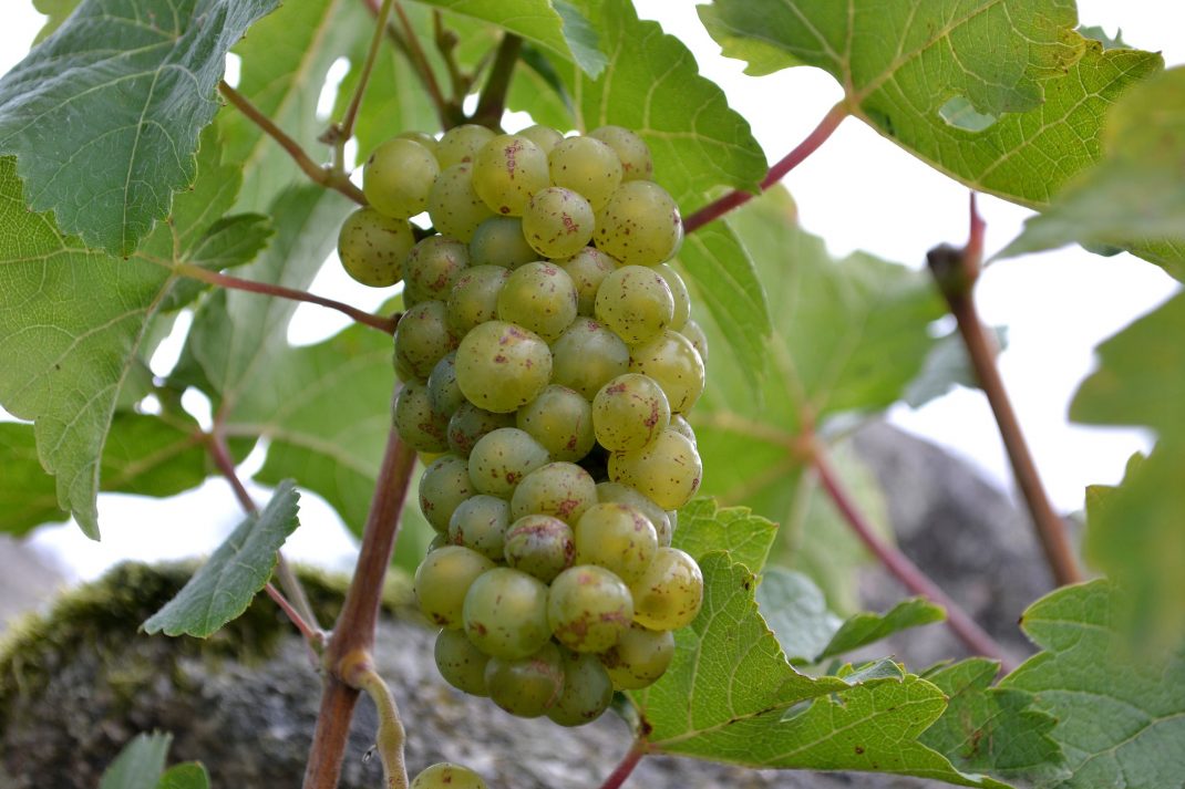 En klase druvor hänger på en planta. 