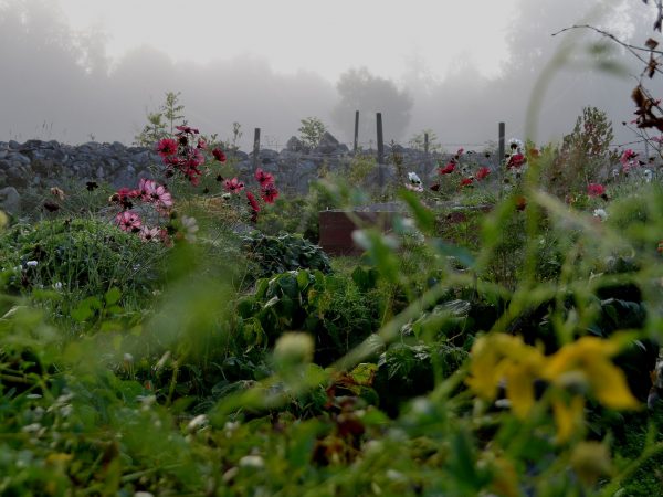 Del av trädgården med blommor och grönsaker i morgondis.