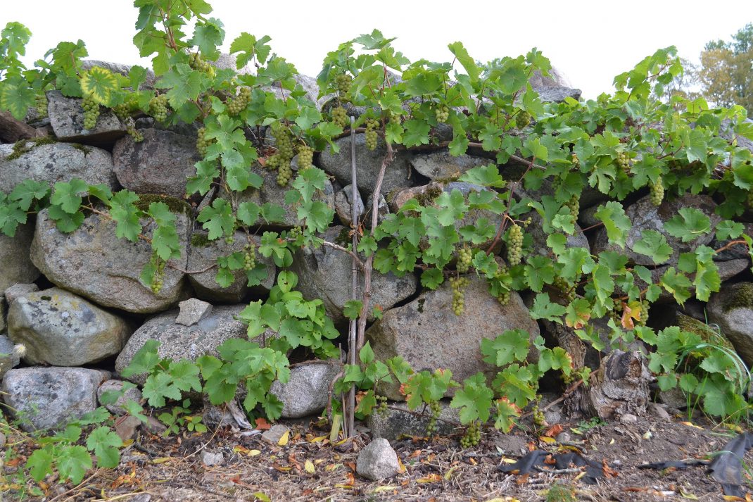 En vinranka som växer längs en stenmur.