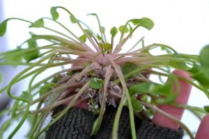 En liten planta av vinterportulak som hålls i en hand.