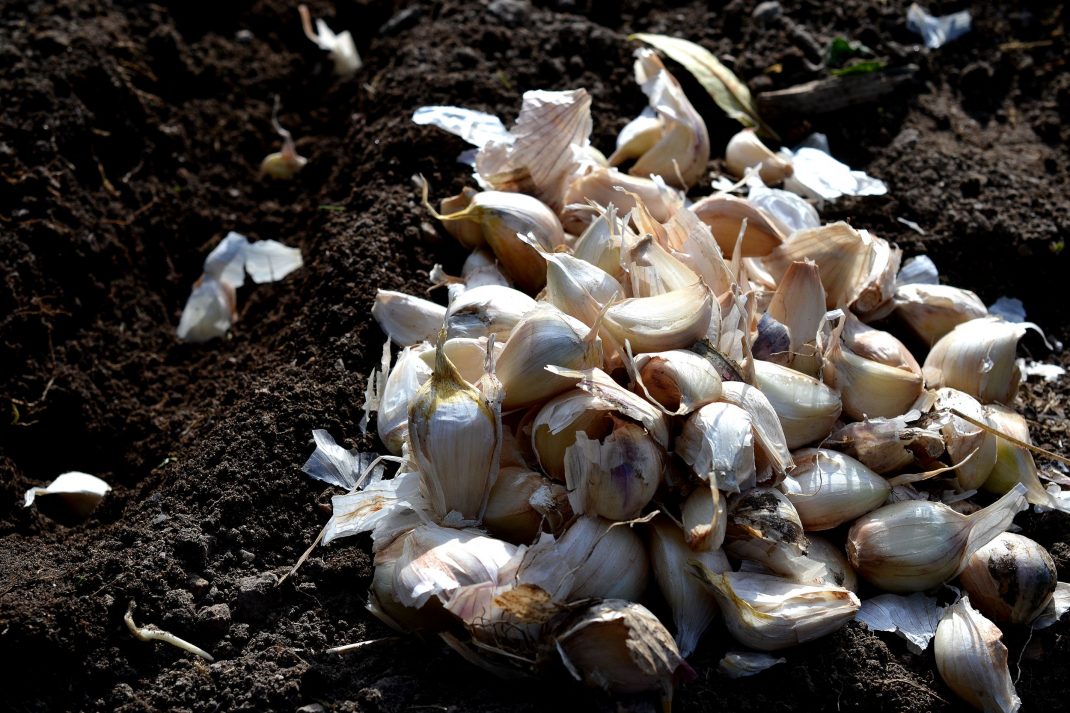 Garlic cloves, sow in October.